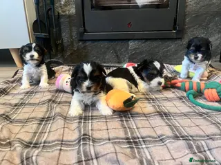 Biewer Terrier dogs 3 Pure Biewer Terrier for sale - Advert 4