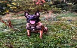 Belgian Shepherd Dog dogs for sale: 7 month old malinois/dutch herder  - Image 2