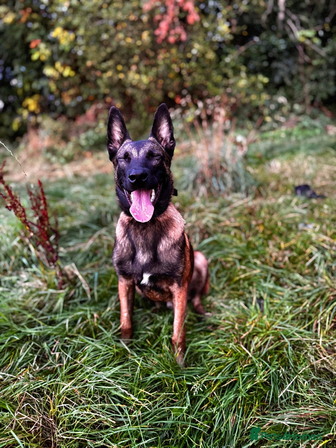 Belgian Shepherd Dog dogs for sale: 7 month old malinois/dutch herder  - Image 2