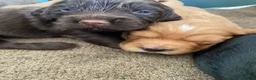 Cocker Spaniel dogs for sale: Beautiful working Cocker Spaniel puppies  in Royston - Advert 18