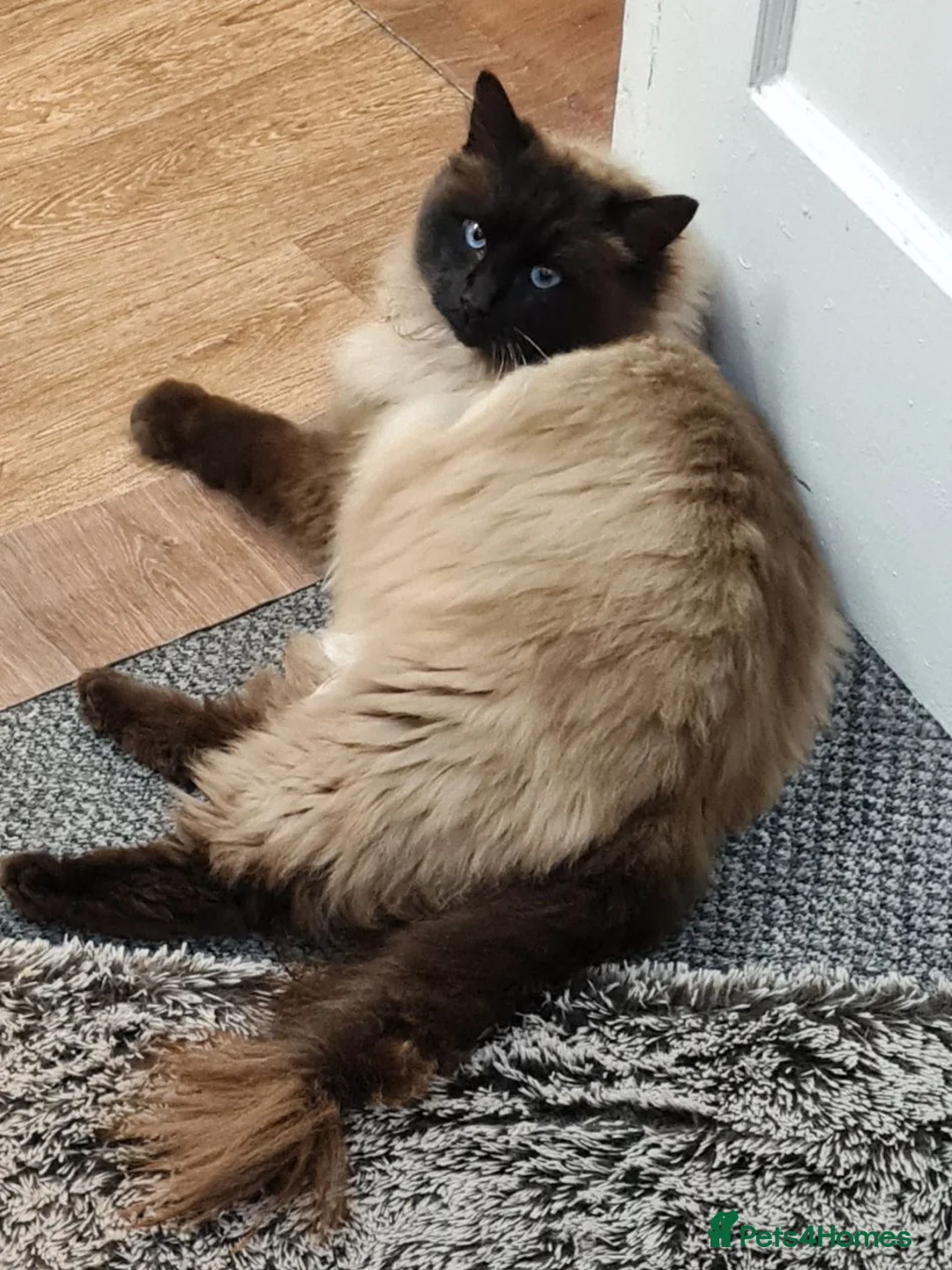 Ragdoll cats for sale: Leo Radgol - Advert 5