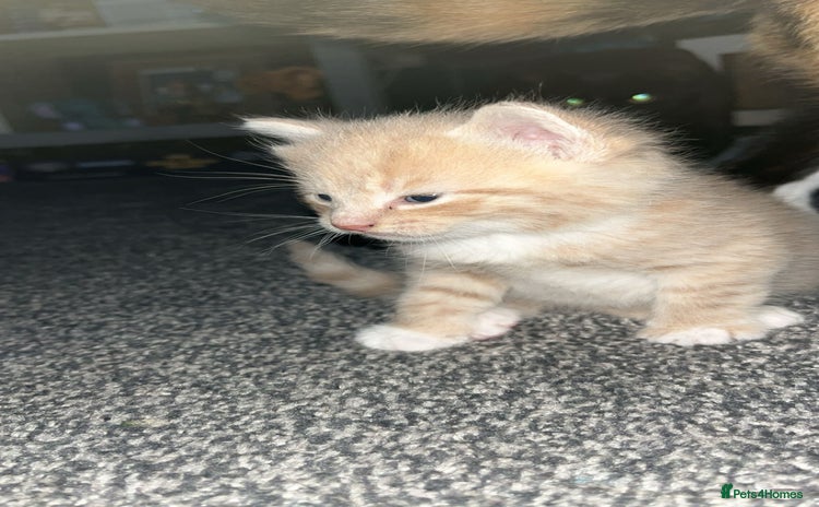 Bengal cats  beautiful kittens 8 weeks old  - Advert 2