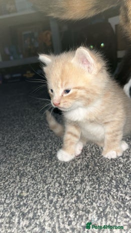 Bengal cats beautiful kittens 8 weeks old - Advert 1