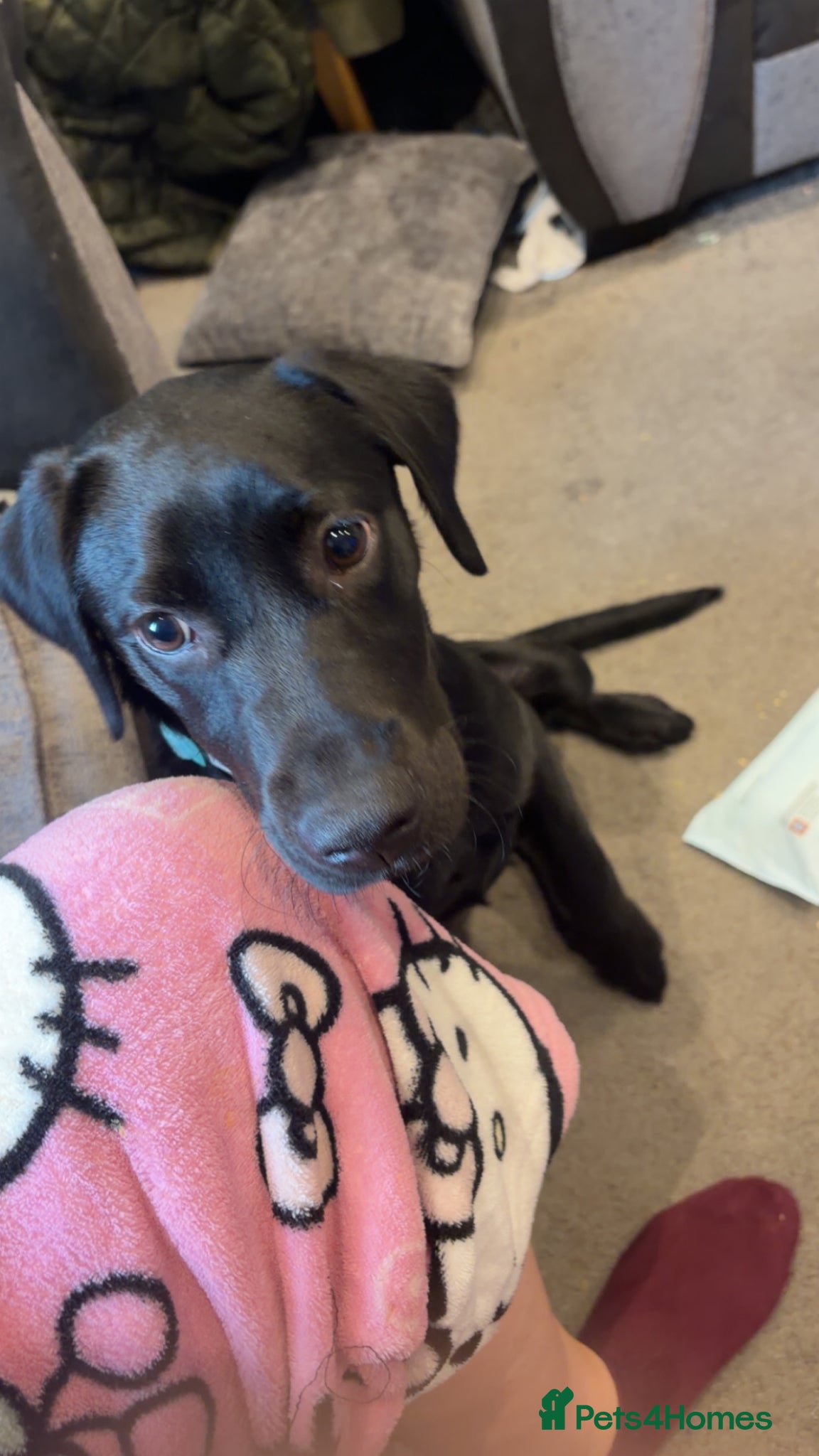 Labrador Retriever dogs Black Labrador puppy - Advert 3