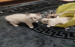 Ragdoll cats for sale: The most beautiful and adorable Ragdoll kittens  - Image 36