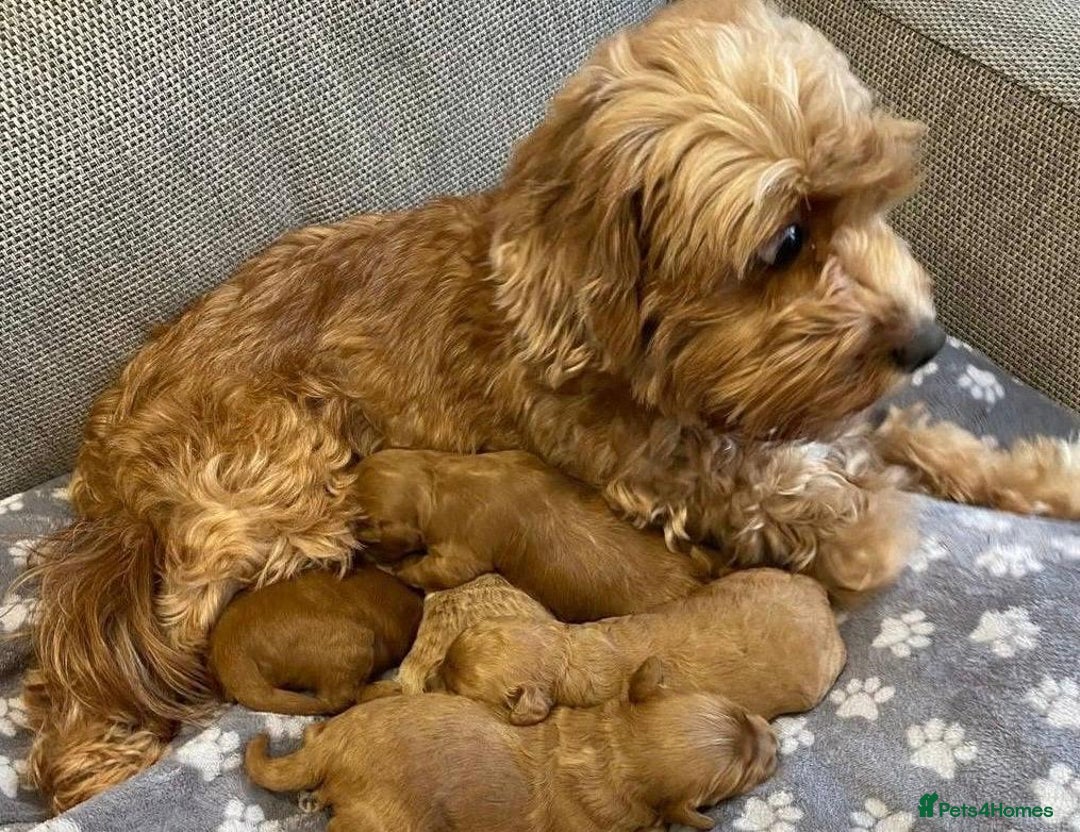 Cavapoo dogs for sale: Cavapoo puppies  - Image 4