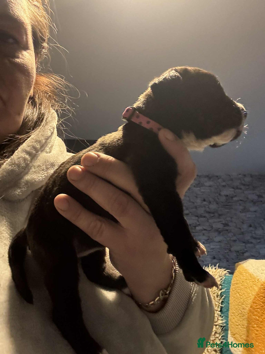 Mixed Breed dogs for sale: Cane corso puppys - Advert 36