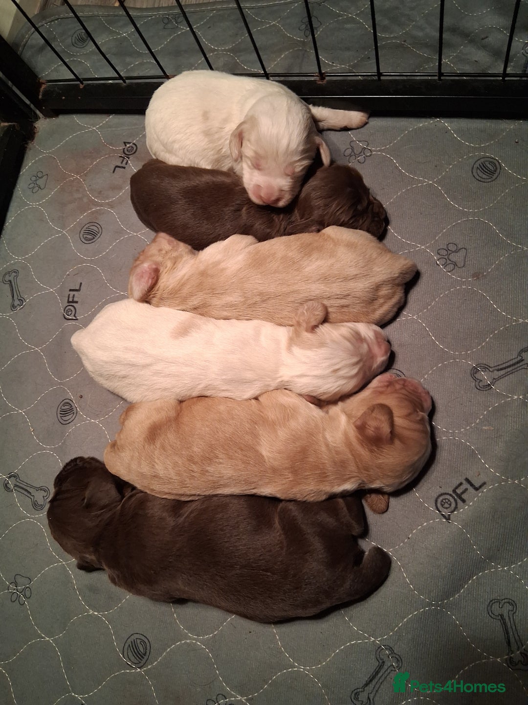 Cocker Spaniel dogs for sale: beautiful working cocker spaniels for sale - Advert 2