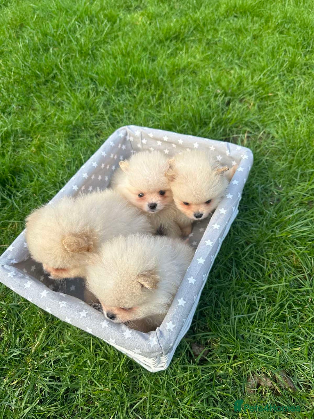 Pomeranian dogs for sale: Adorable Pomeranian Puppies for Sale!  - Image 13
