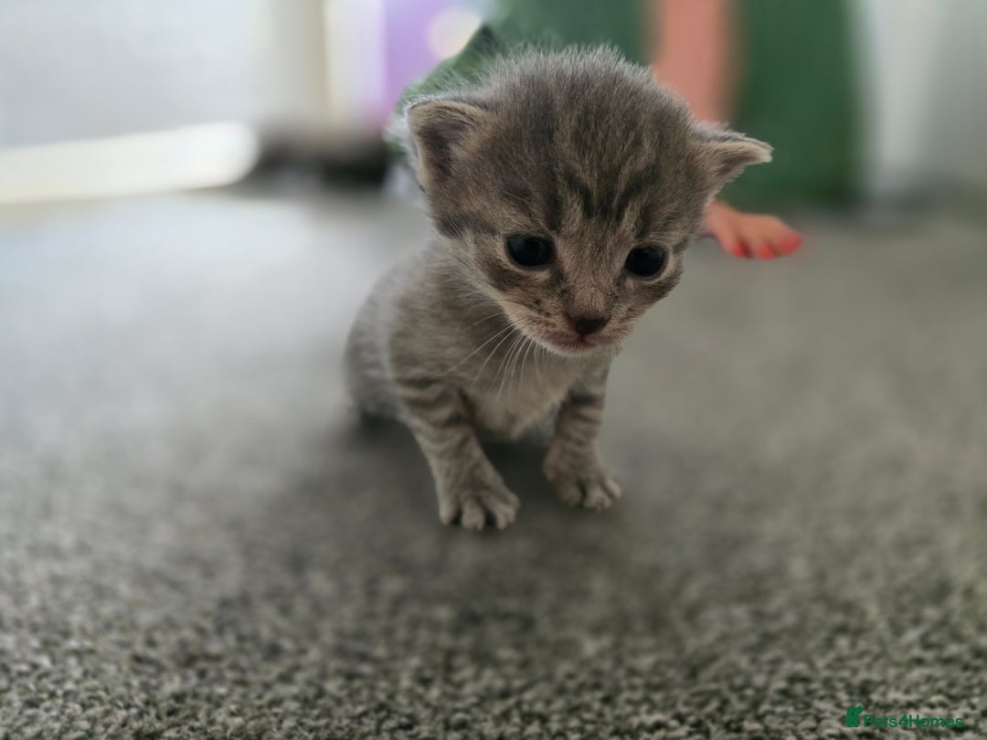 British Longhair cats for sale: 5 beautiful fluffy kittens – 4 girls, 1 boy - Image 1