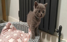 British Shorthair cats for sale: British shorthair blue / lilac kittens  - Image 13