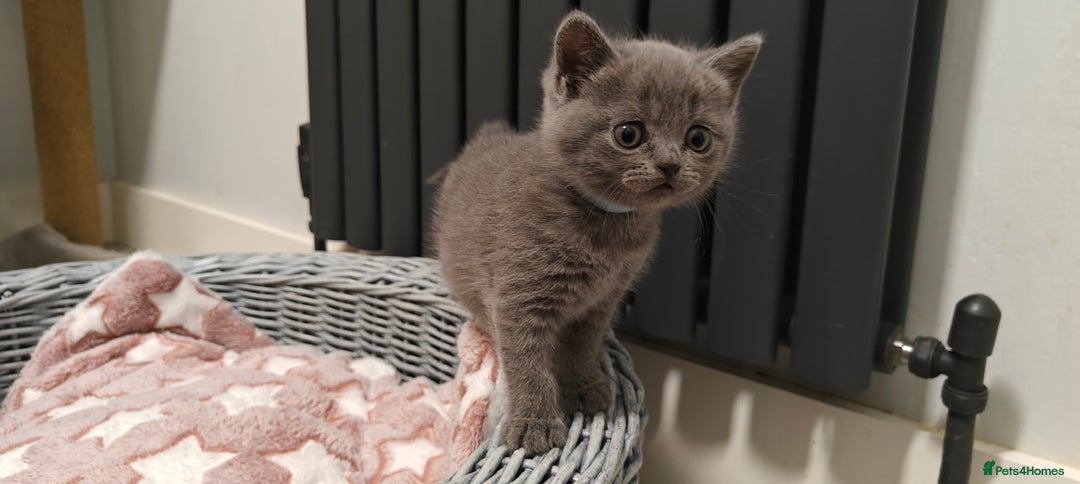 British Shorthair cats for sale: British shorthair blue / lilac kittens  - Image 13