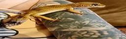 Leopard Gecko reptiles for sale: Leopard gecko seeking new home - Advert 1