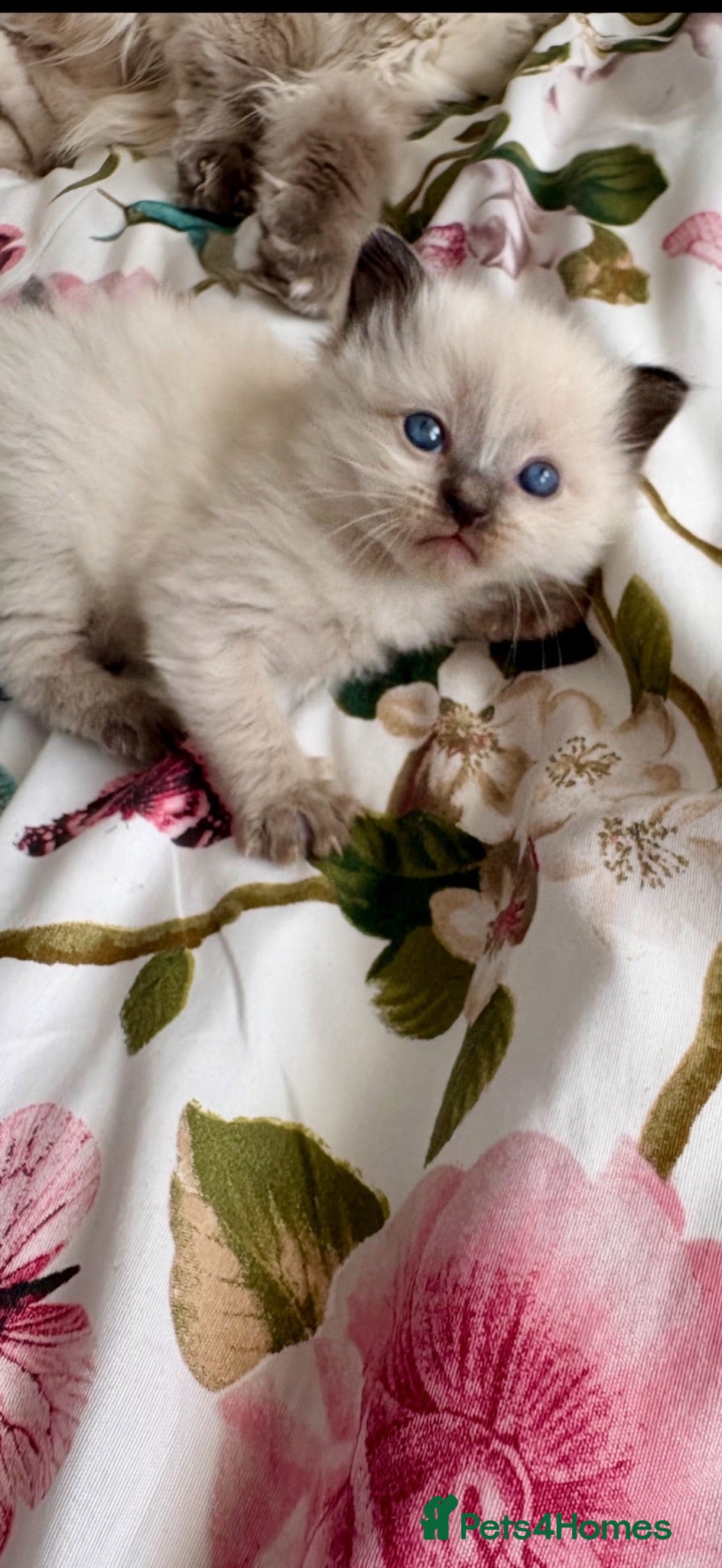 Ragdoll cats 🦋💙 ADORABLE GCCF BABIES 💙🦋 - Advert 18