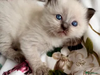 Ragdoll cats 🦋💙 ADORABLE GCCF BABIES 💙🦋 - Advert 18
