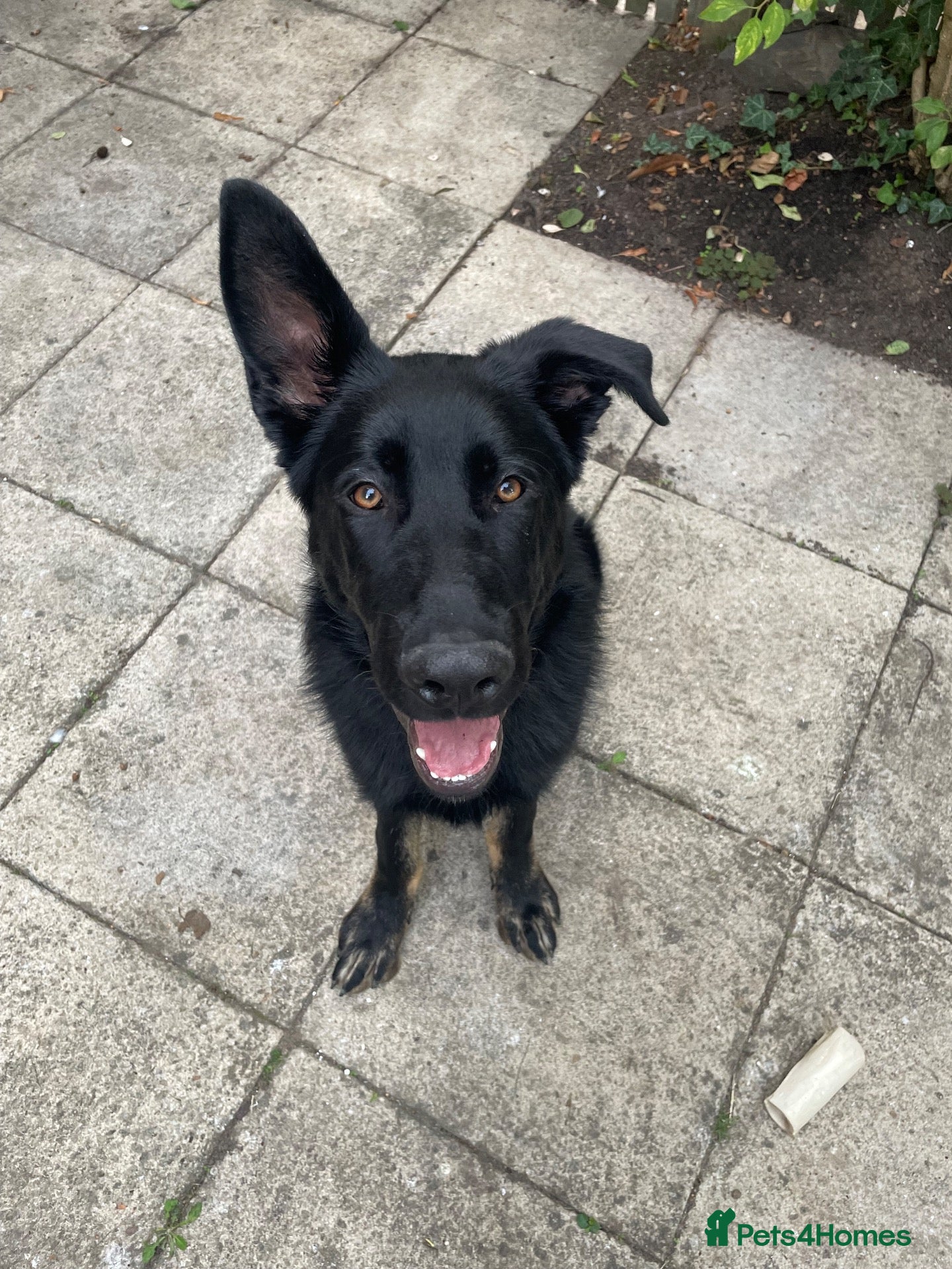 German Shepherd dogs 5 month German Shepard- working line  - Advert 6