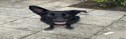 German Shepherd dogs for sale: 5 month German Shepard- working line  - Advert 3