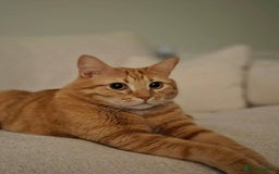 Siberian cats for sale: 2 1/2 year old Gorgeous Ginger Siberian Cross - Image 1