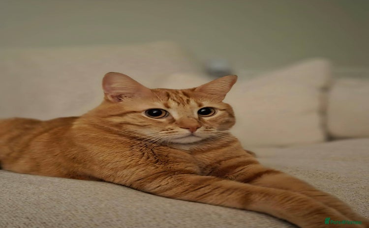 Siberian cats - Advert 1