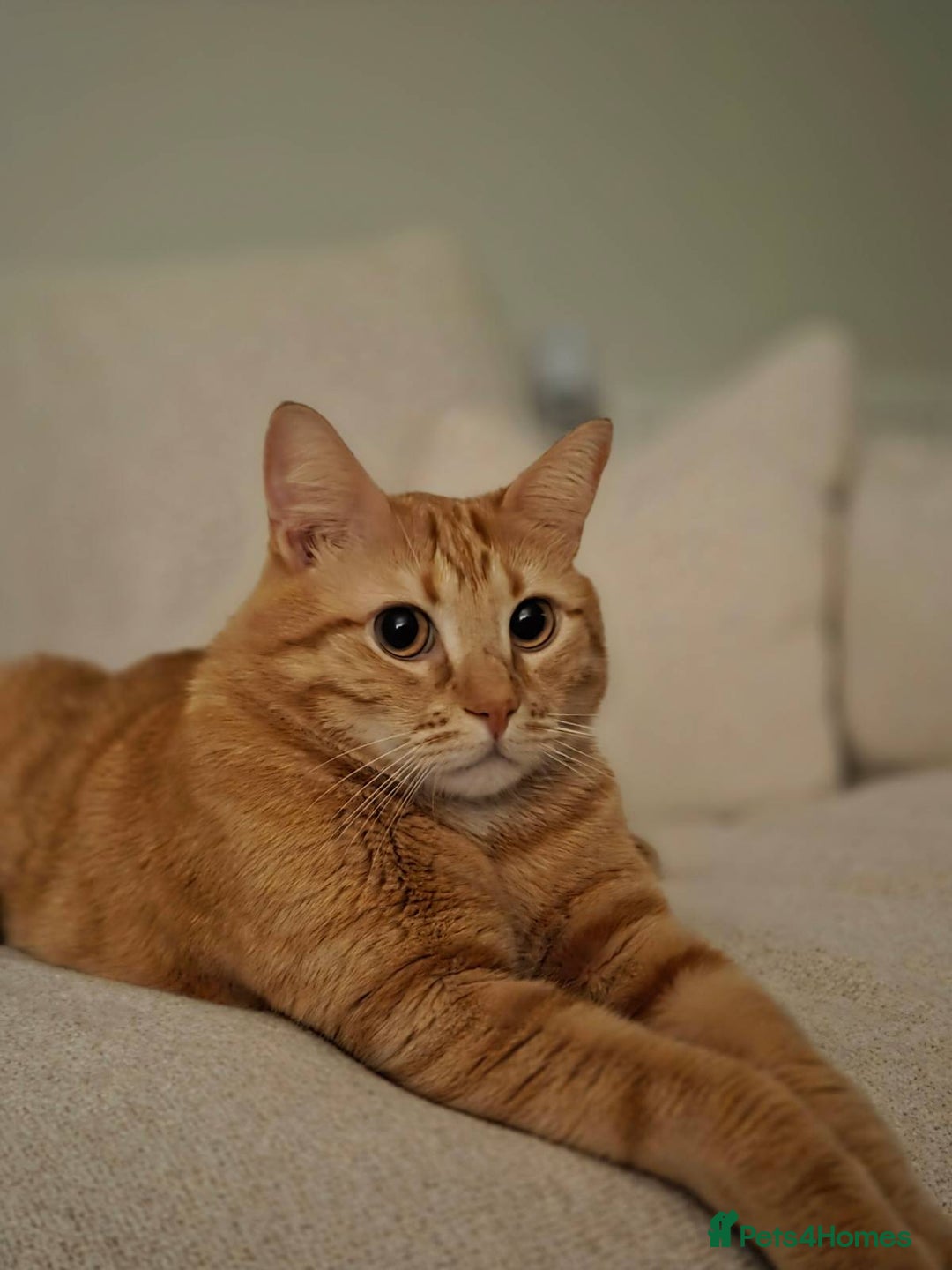 Siberian cats for sale: 2 1/2 year old Gorgeous Ginger Siberian Cross - Image 1