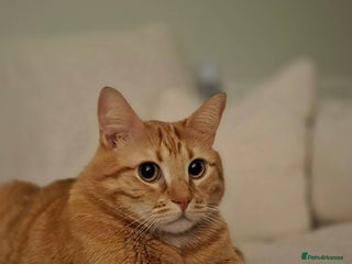 Siberian cats for sale - Advert 1