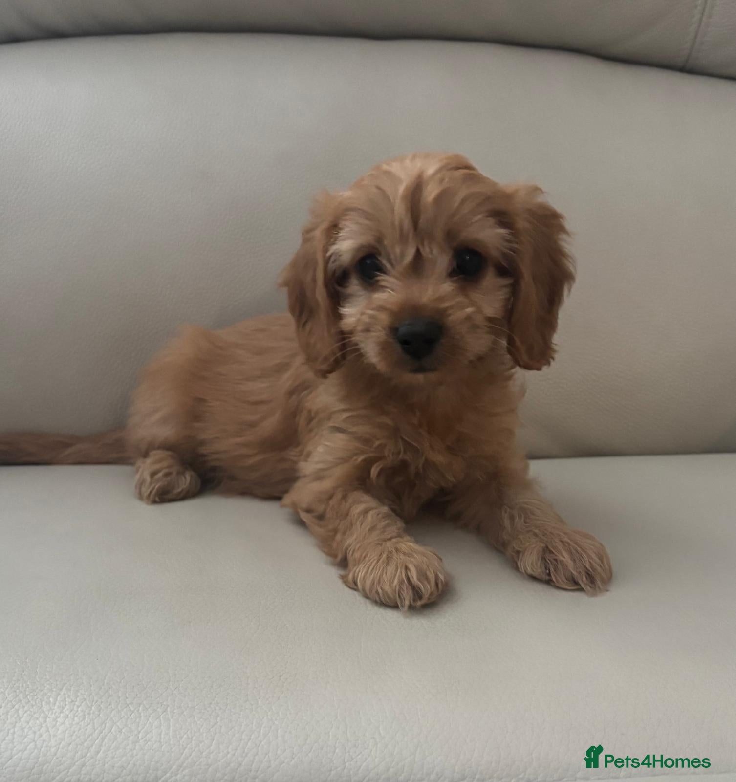 Cavapoo dogs Cavapoo puppies - Advert 2
