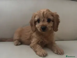 Cavapoo dogs Cavapoo puppies - Advert 2