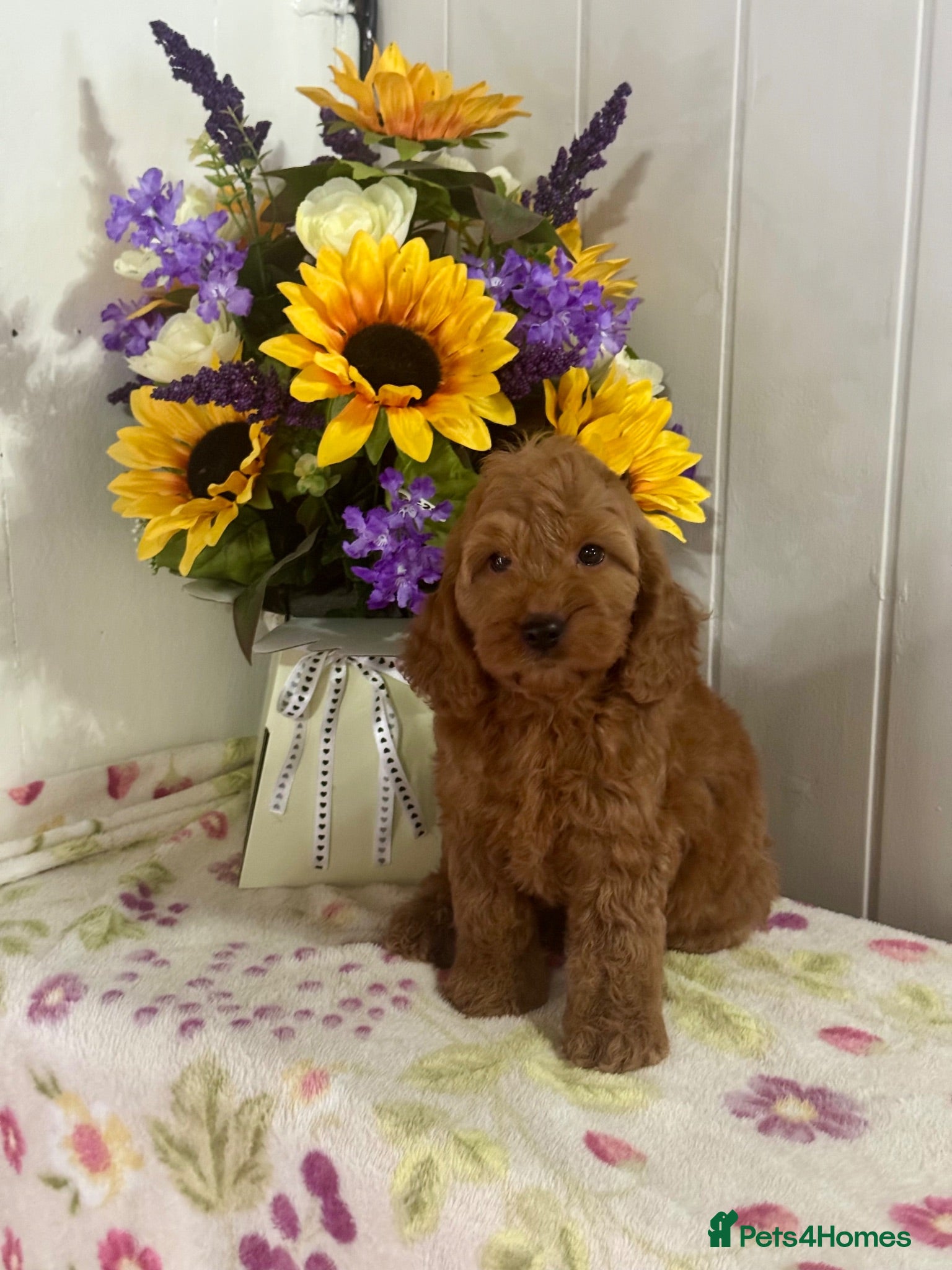 Cockapoo dogs 8 red dna tested clear f1 Cockerpoo puppies  - Advert 2