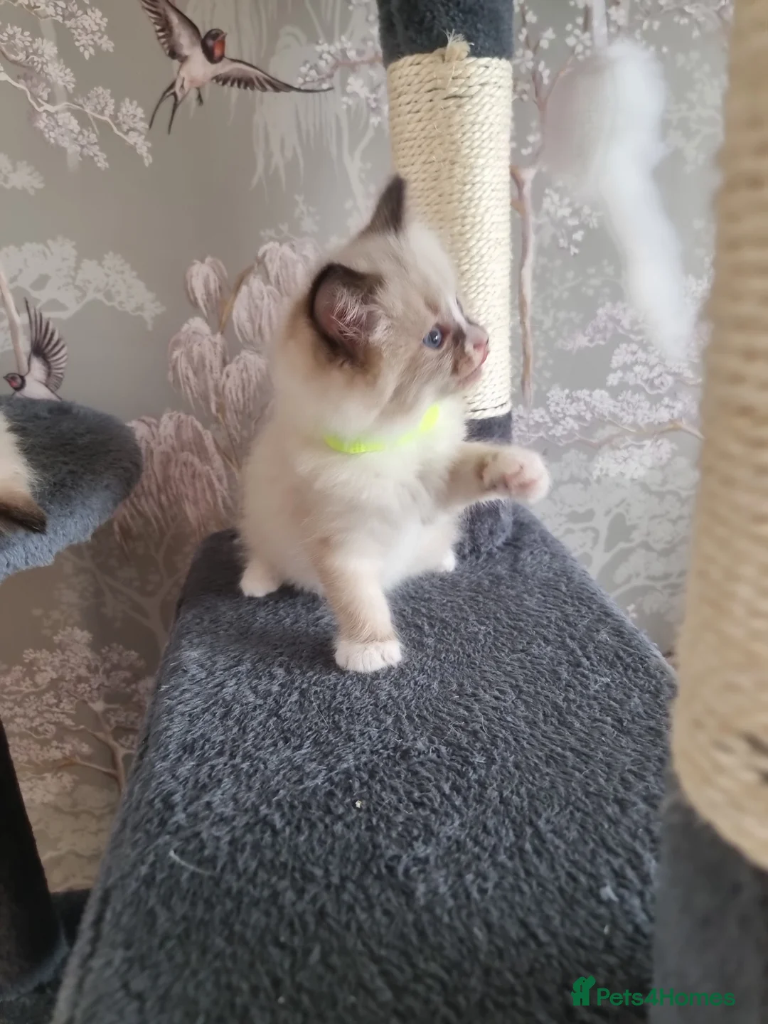 Ragdoll cats for sale: Ragdoll kittens  in Knottingley - Advert 2