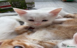 Domestic Shorthair cats for sale: Kittens looking for forever home.  - Image 4