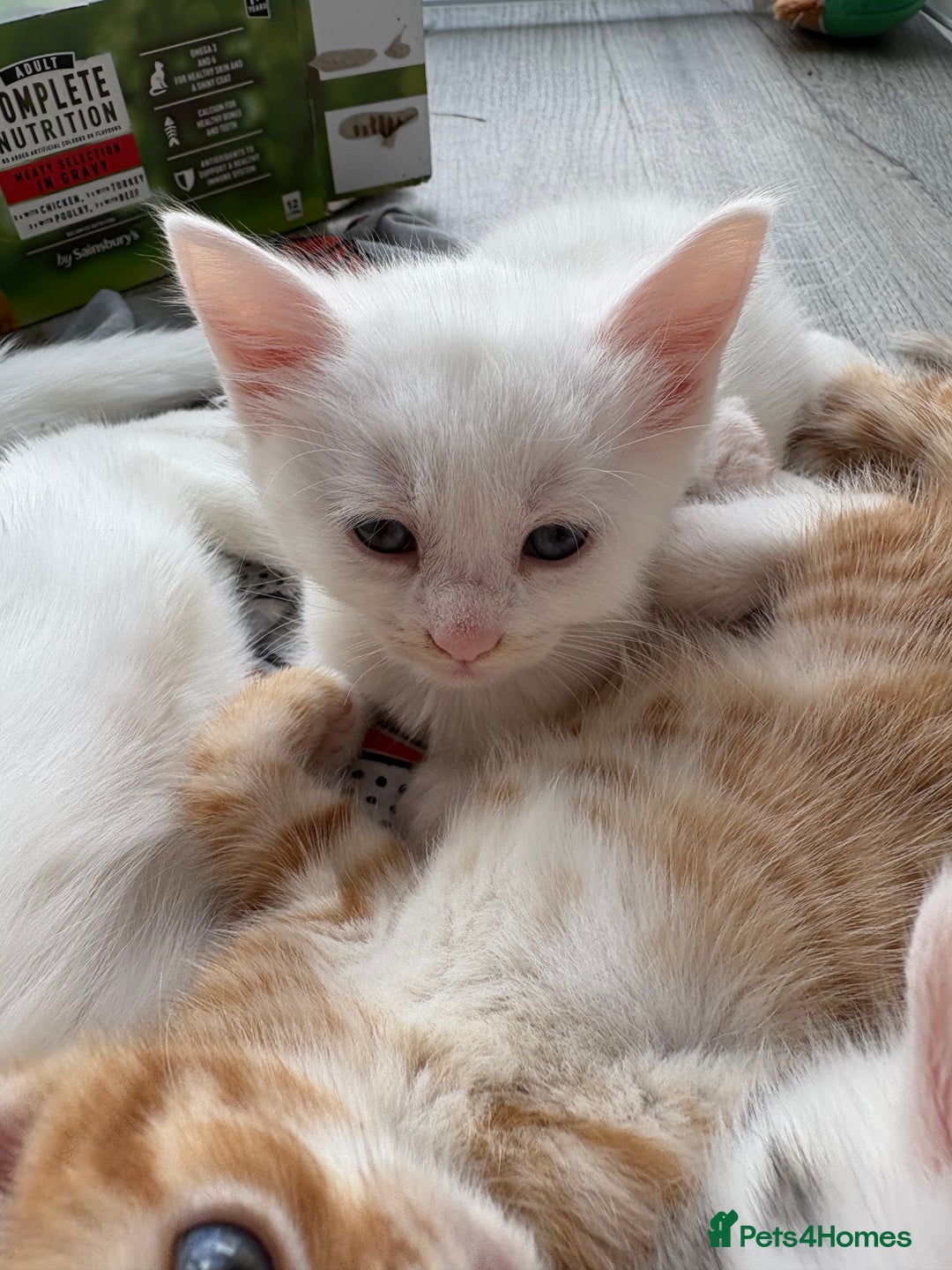 Domestic Shorthair cats for sale: Kittens looking for forever home.  - Image 4