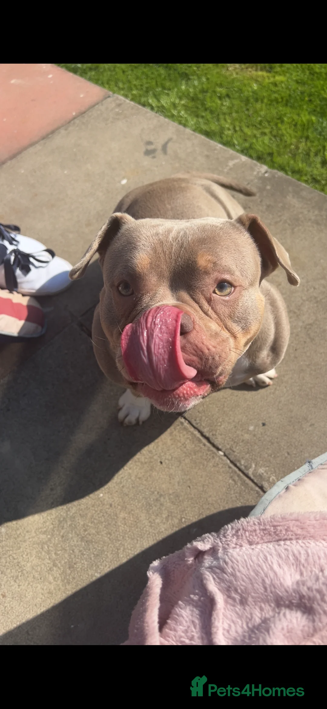 American Bully dogs for sale: 4 year old female pocket bully - Advert 2
