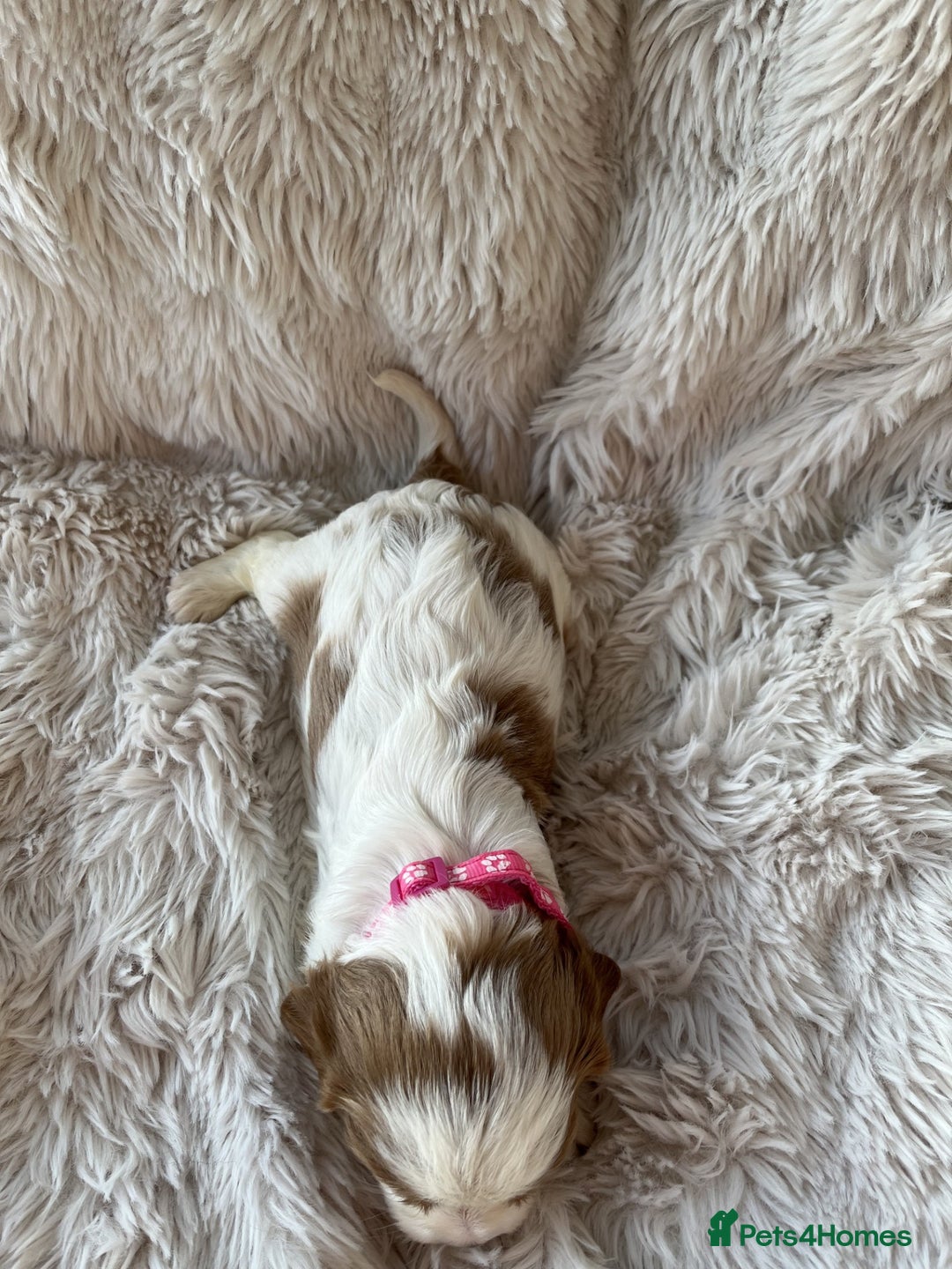 Cavalier King Charles Spaniel dogs for sale: Chocolate Carriers KC Vet Health Checked - Advert 16