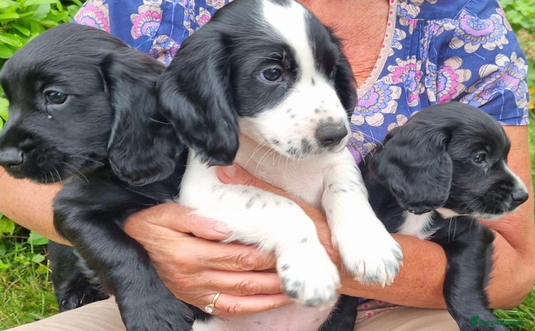 Cocker Spaniel dogs - Advert 2