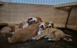 Cocker Spaniel dogs for sale: Beautiful working cocker spaniel puppies  - Image 3