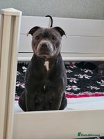 Staffordshire Bull Terrier dogs - Advert 1