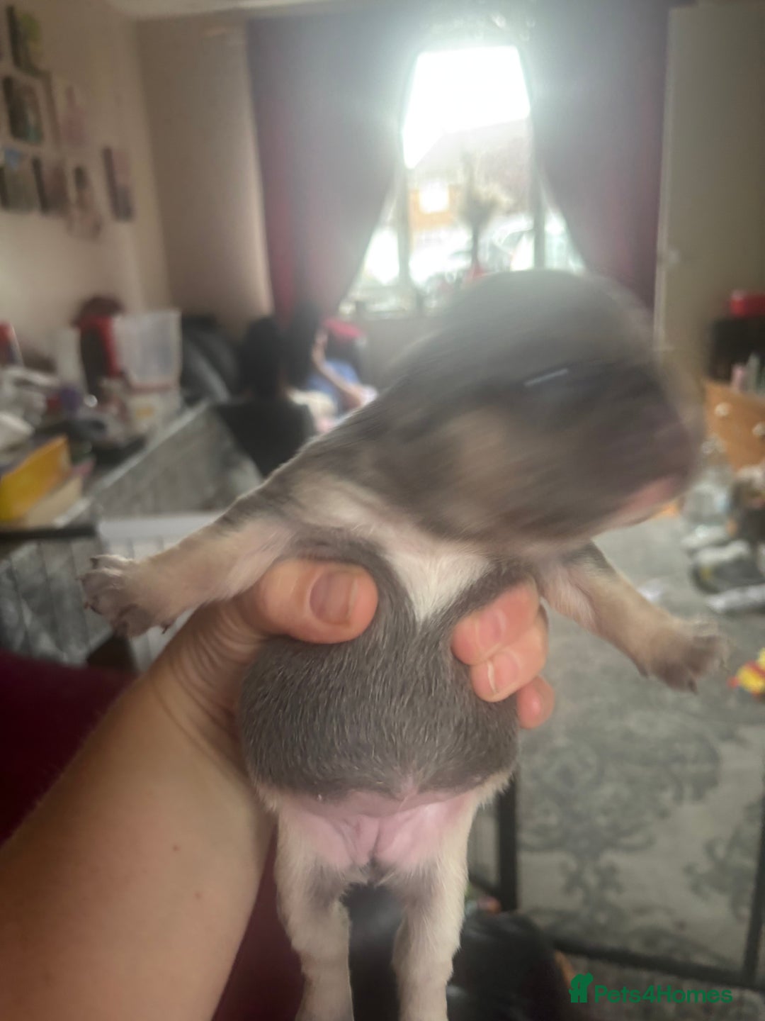 French Bulldog dogs for sale: Chunky French bulldog pups 4 girls  - Image 14