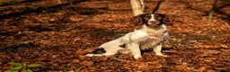 English Springer Spaniel dogs for sale: Kind, gentle and obedient KC registered Springer - Advert 12