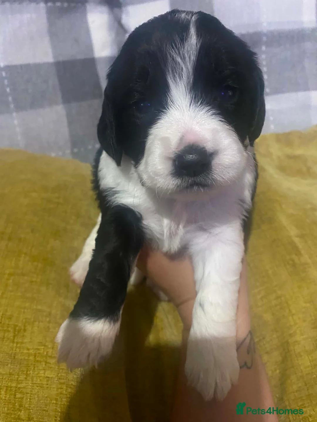 Mixed Breed dogs for sale: Beautiful beagle x springer puppy’s !! - Advert 8