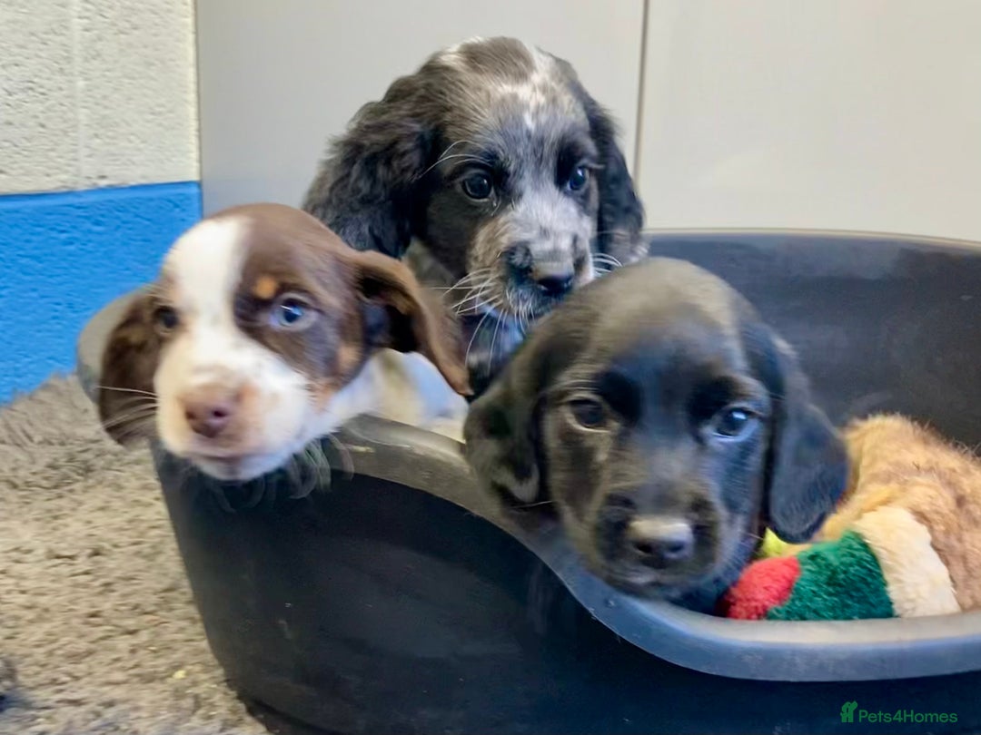 Sprocker dogs for sale: Sprocker Spaniel puppies - Advert 1