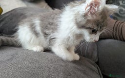 Maine Coon cats for sale: Maine Coon kittens available to loving homes 💖 - Image 19