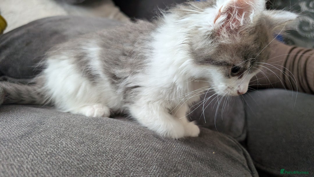 Maine Coon cats for sale: Maine Coon kittens available to loving homes 💖 - Image 19