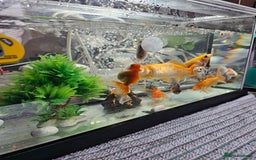 Goldfish fish for sale: Gold fish With tank - Image 4