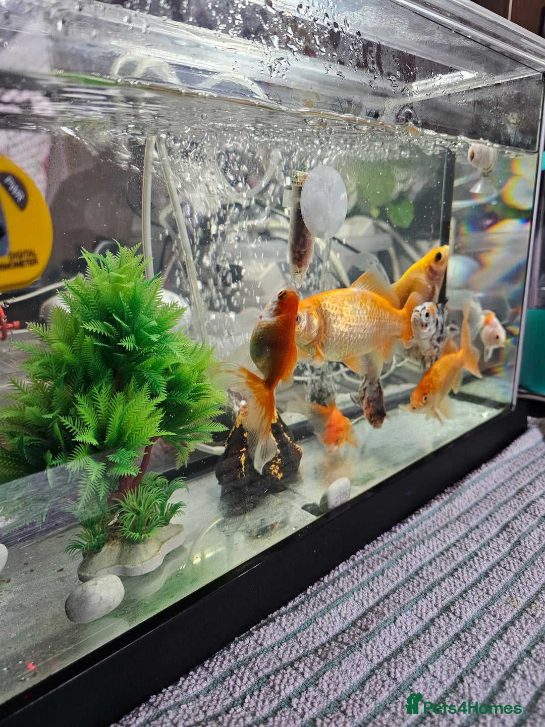 Goldfish fish for sale: Gold fish With tank - Image 4