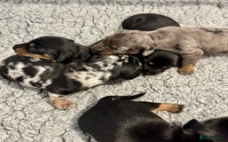 Miniature Dachshund dogs for sale: Mini dachshund puppies KC reg parents DNA tested - Image 5