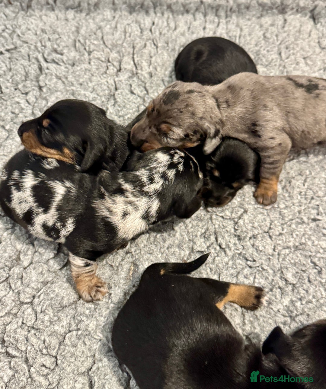 Miniature Dachshund dogs for sale: Mini dachshund puppies KC reg parents DNA tested - Image 5