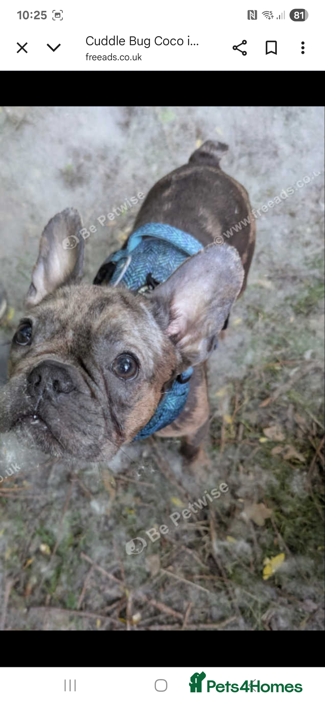 French Bulldog dogs for sale: Cuddle bug Coco - Image 7