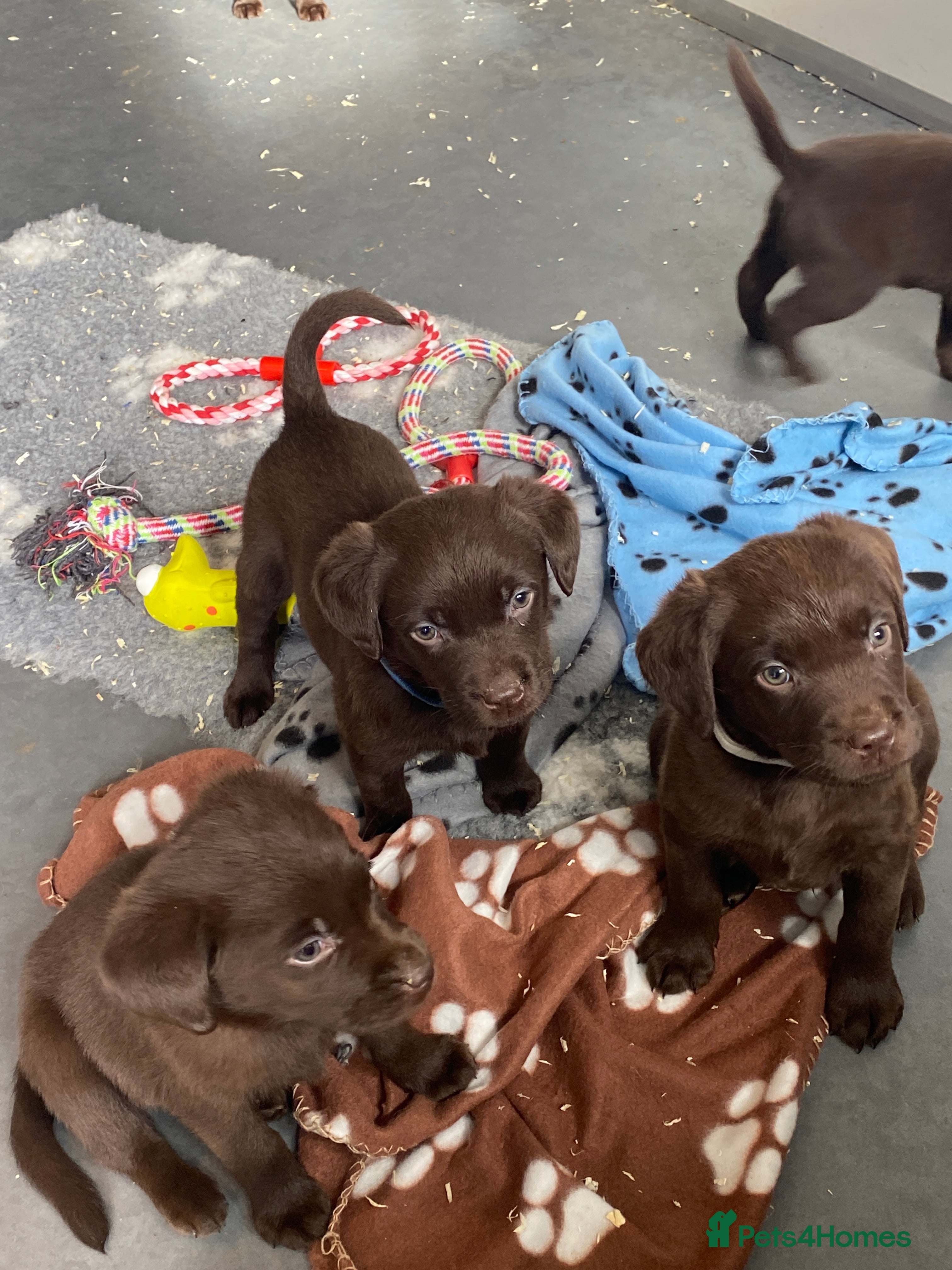 Labrador Retriever dogs ONE KC REG CHOC GIRL READY NOW   - Advert 13