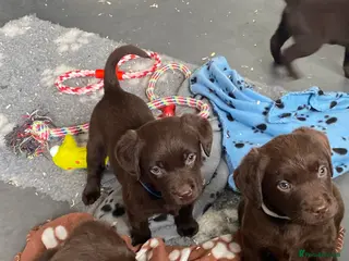 Labrador Retriever dogs ONE KC REG CHOC GIRL READY NOW - Advert 13