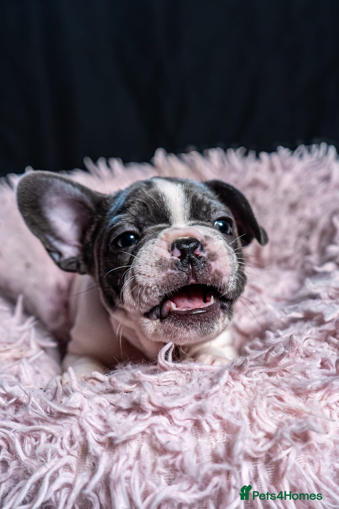 French Bulldog dogs for sale: 2 🟪 French bulldog mums carries fluffy‼️Ready now - Advert 30